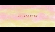 边牧牧羊犬怎么训放羊
