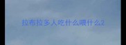 拉布拉多人吃什么喂什么