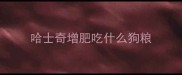 哈士奇增肥吃什么狗粮
