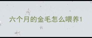 六个月的金毛怎么喂养