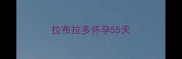 拉布拉多怀孕55天