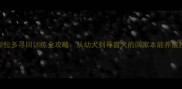 拉布拉多寻回训练全攻略从幼犬到导盲犬的回家本能养成指南