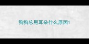 狗狗总甩耳朵什么原因