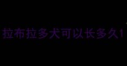 拉布拉多犬可以长多久
