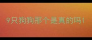 9只狗狗那个是真的吗