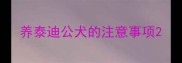 养泰迪公犬的注意事项
