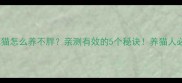 加菲猫怎么养不胖亲测有效的5个秘诀养猫人必看