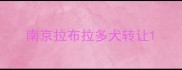 南京拉布拉多犬转让