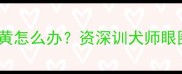 拉布拉多眼圈发黑发黄怎么办资深训犬师眼圈颜色与健康的秘密