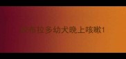 拉布拉多幼犬晚上咳嗽