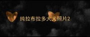 纯拉布拉多大犬照片