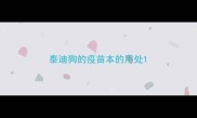 泰迪狗的疫苗本的用处