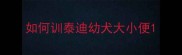 如何训泰迪幼犬大小便