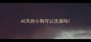 40天的小狗可以洗澡吗