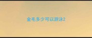 金毛多少可以游泳