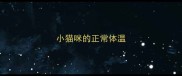 小猫咪的正常体温