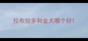 拉布拉多和金犬哪个好