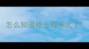 怎么知道哈士奇多大了