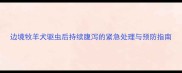 边境牧羊犬驱虫后持续腹泻的紧急处理与预防指南