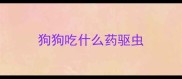 狗狗吃什么药驱虫