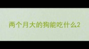 两个月大的狗能吃什么