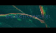 猫咪喜欢什么样的环境