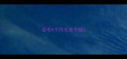 金毛8个月毛发干燥