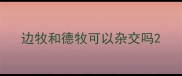 边牧和德牧可以杂交吗