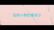 边牧小狗价值多少
