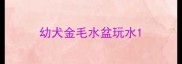 幼犬金毛水盆玩水