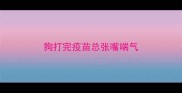 狗打完疫苗总张嘴喘气