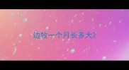 边牧一个月长多大