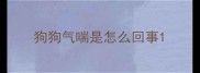 狗狗气喘是怎么回事