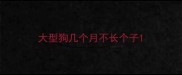 大型狗几个月不长个子