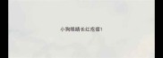 小狗眼睛长红疙瘩