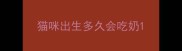 猫咪出生多久会吃奶