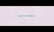 金毛几个月不掉毛
