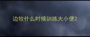 边牧什么时候训练大小便