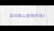 深圳南山宠物市场