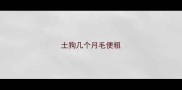 土狗几个月毛便粗