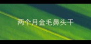 两个月金毛鼻头干
