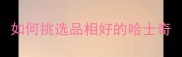 如何挑选品相好的哈士奇