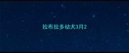 拉布拉多幼犬3月