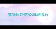 猫咪尿路感染和尿结石