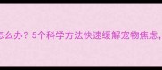 狗狗被吓到怎么办5个科学方法快速缓解宠物焦虑附急救指南