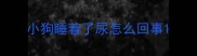 小狗睡着了尿怎么回事