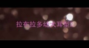 拉布拉多幼犬耳型