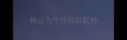 狗公几个月可以配种