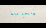 狗狗身上有虫怎么办