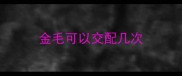 金毛可以交配几次